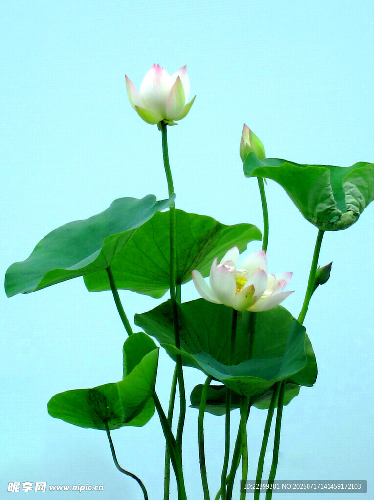 清新荷花綻放