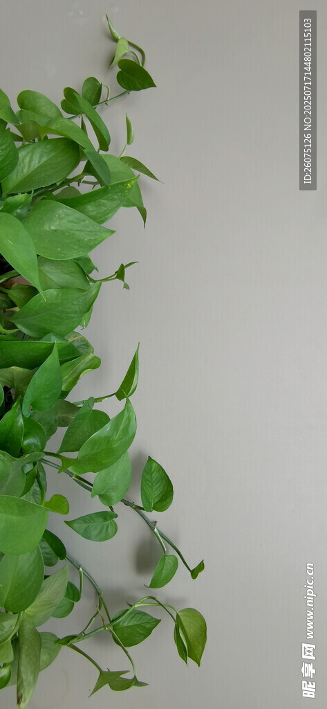 綠蘿與灰色背景特寫