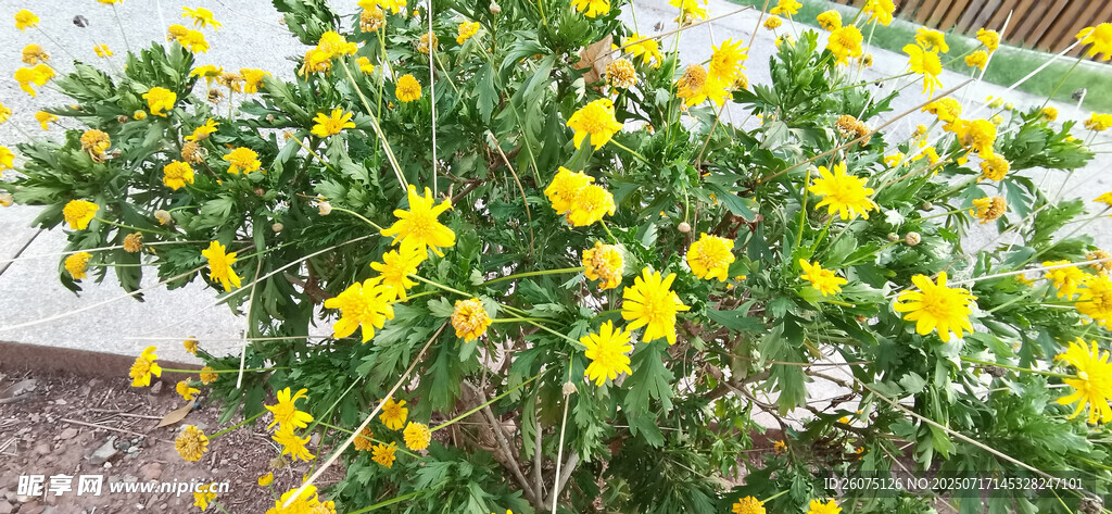 夏日盛開的黃金菊