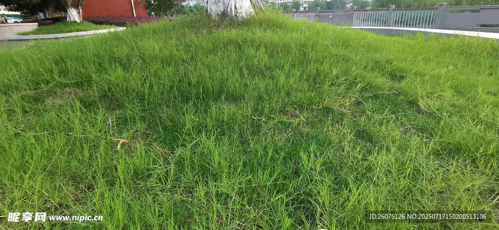 翠綠草地