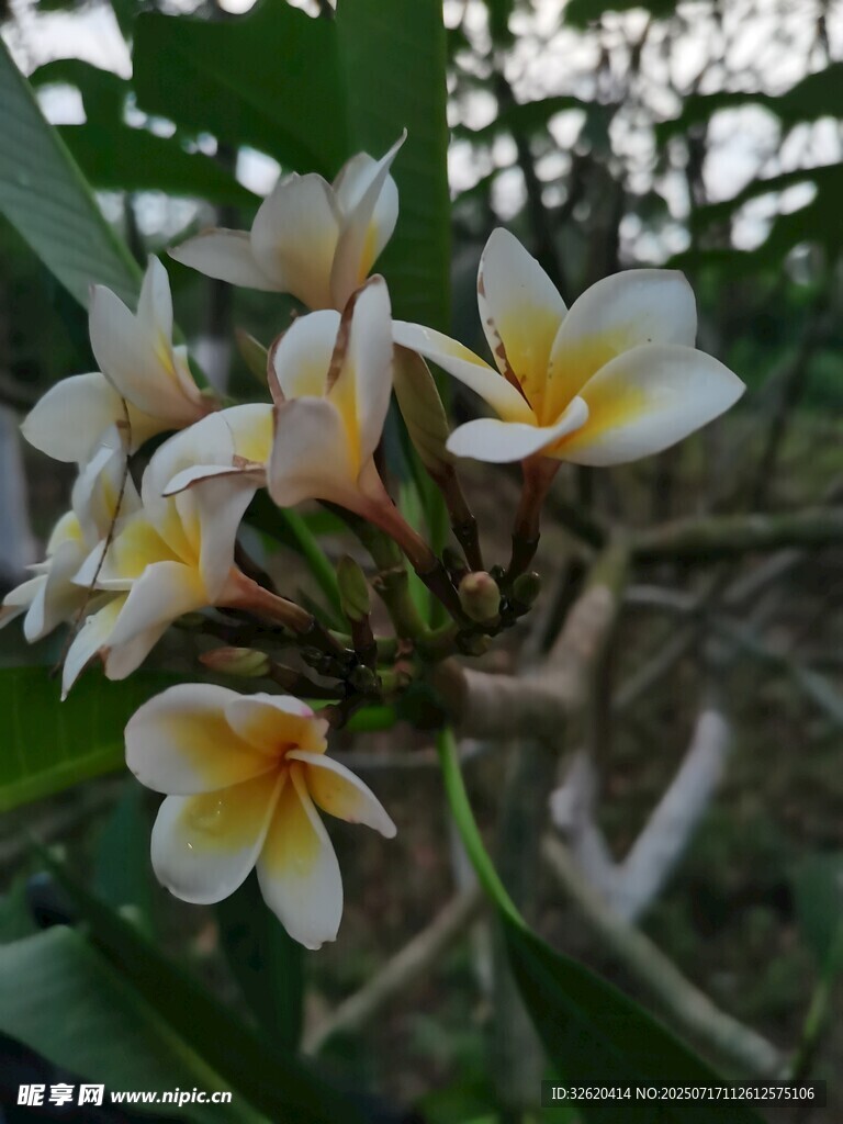 綻放的雞蛋花