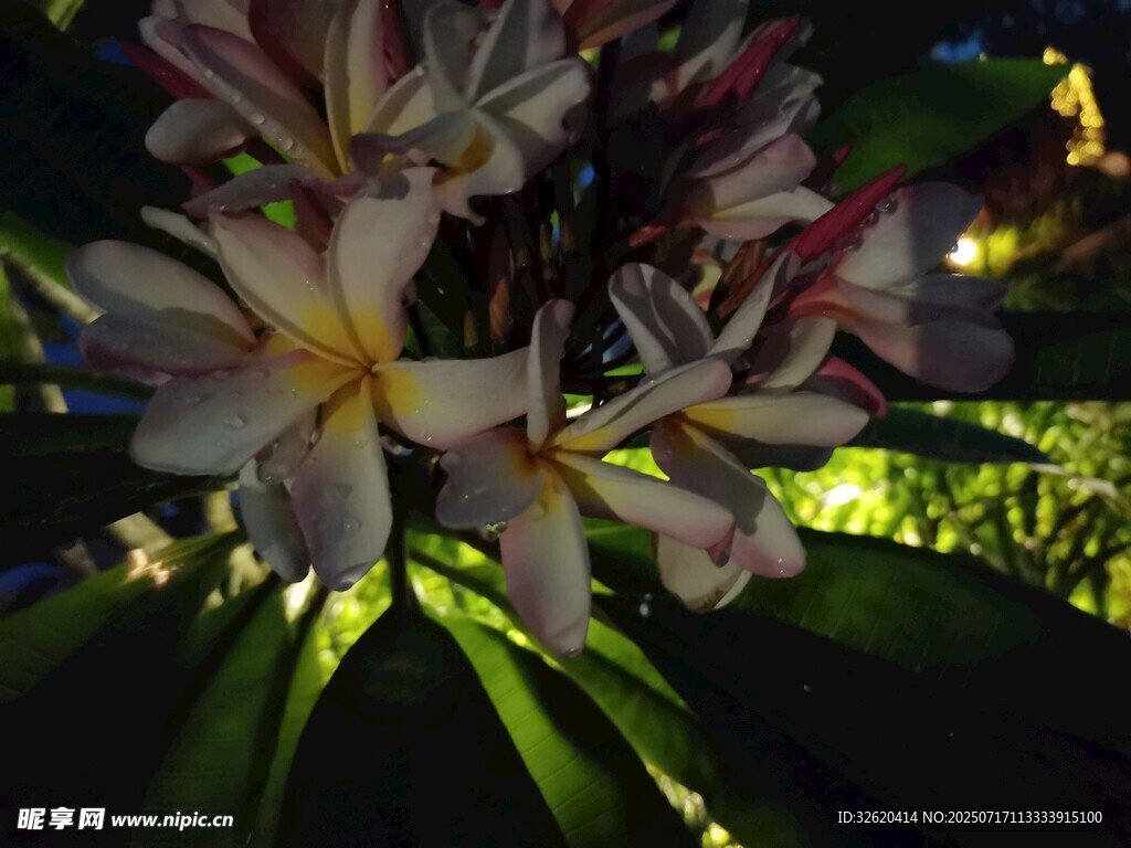 夜間綻放的美麗雞蛋花
