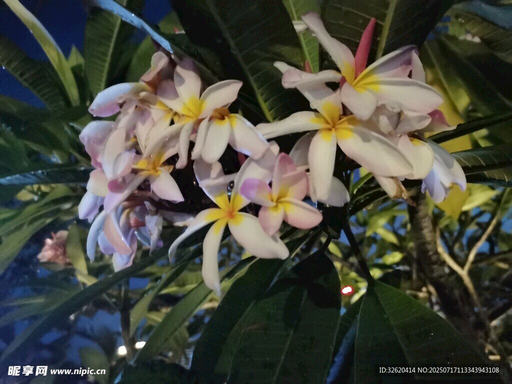 美麗綻放的雞蛋花