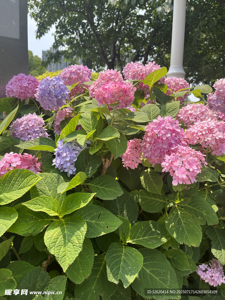 多彩繡球花綻放