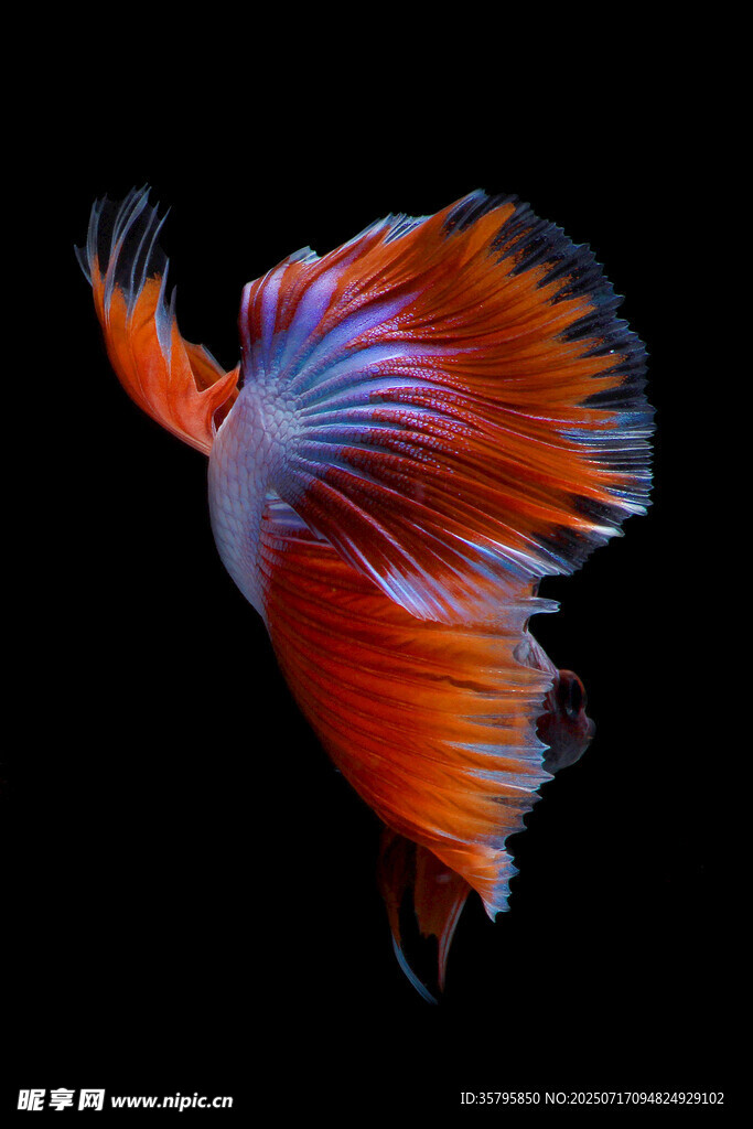 絢麗多姿的暹羅斗魚(yú)