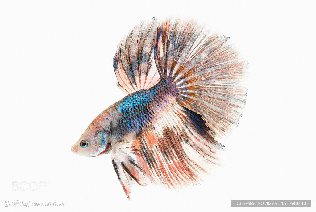 色彩斑斕的暹羅斗魚(yú)