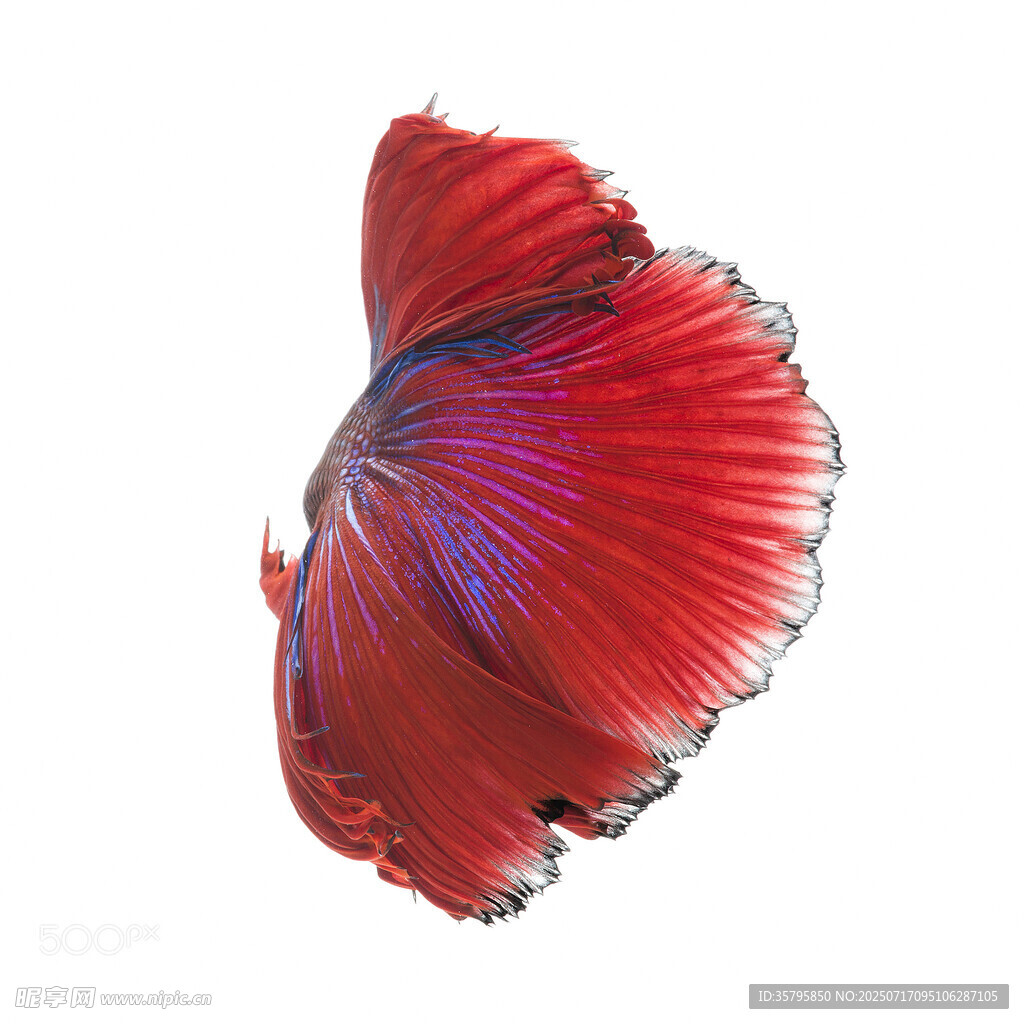 艷麗紅尾斗魚特寫