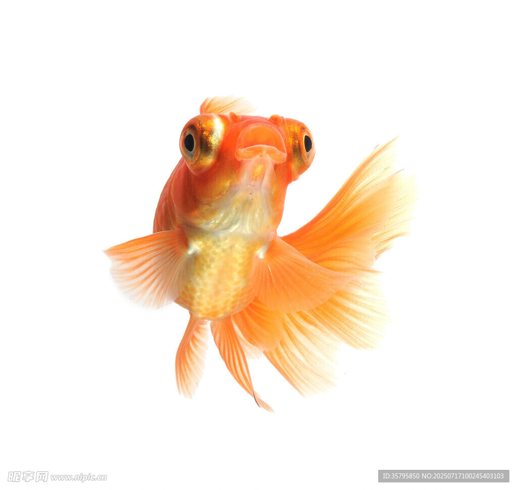 優(yōu)雅金魚靈動水中精靈