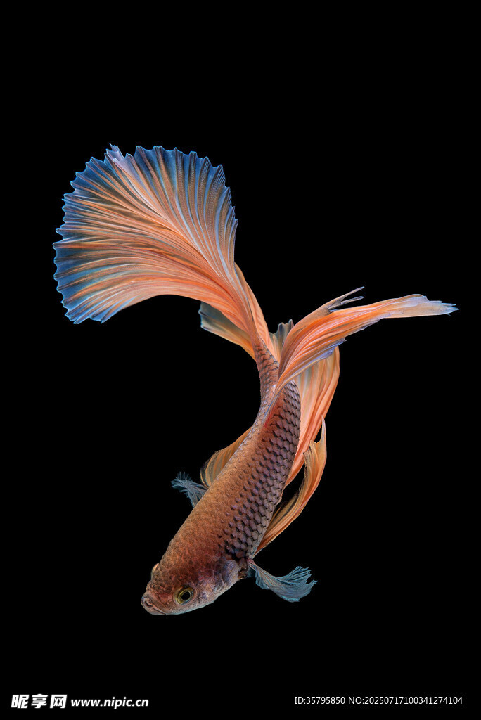 飄逸多姿的美麗斗魚