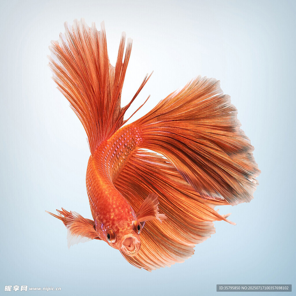 飄逸紅斗魚(yú)