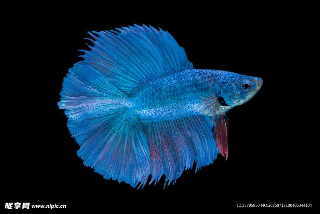 藍色飄逸的美麗斗魚