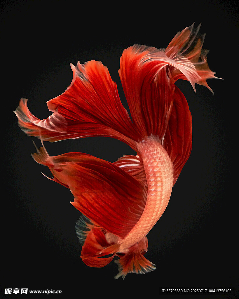 飄逸紅尾的美麗斗魚