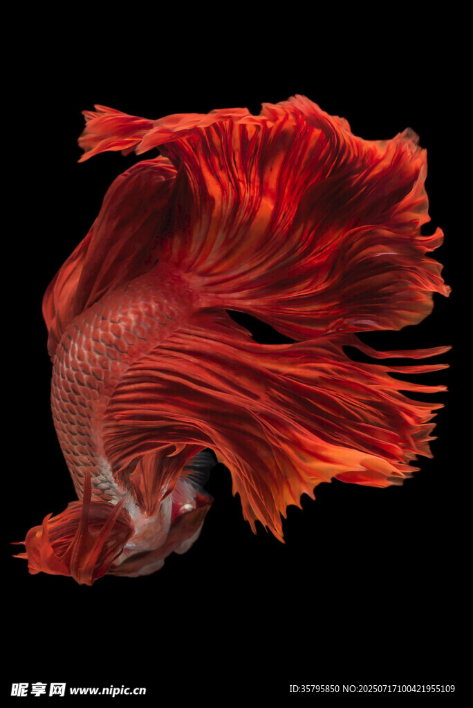 飄逸紅尾斗魚