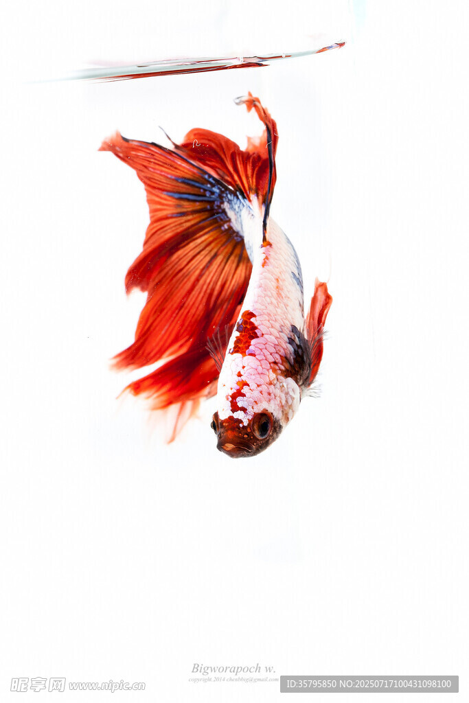 飄逸紅尾斗魚特寫