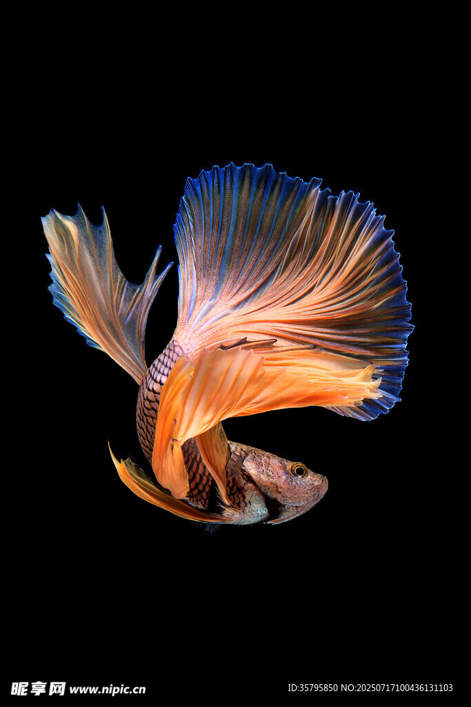 飄逸多姿的暹羅斗魚