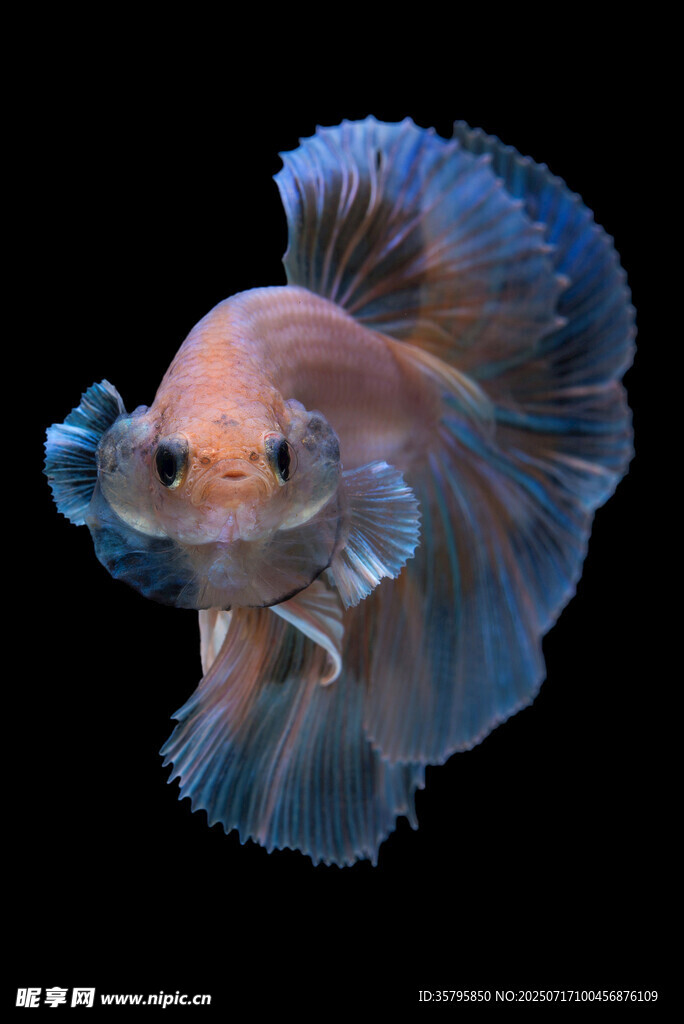 美麗暹羅斗魚特寫
