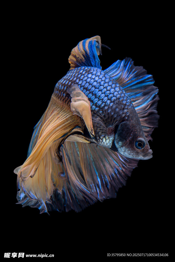 絢麗多姿的斗魚