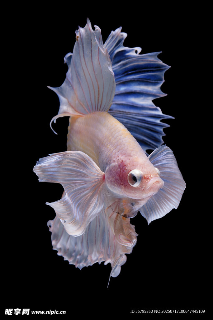 美麗斗魚特寫