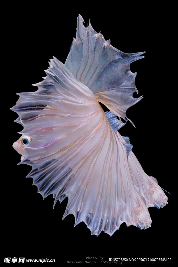 飄逸的斗魚