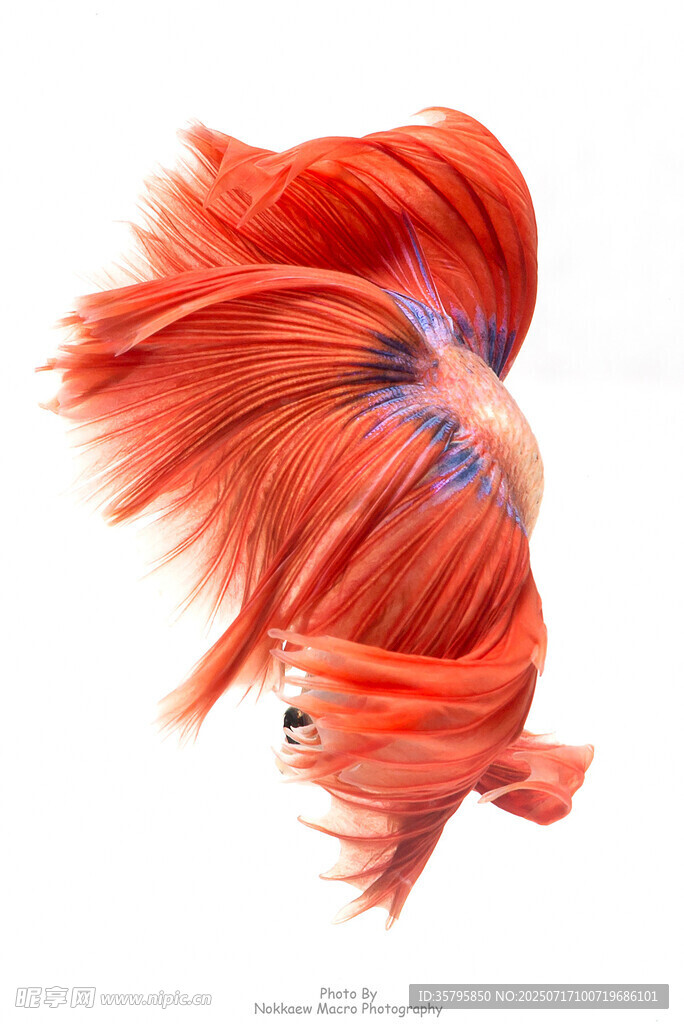 飄逸紅尾斗魚(yú)