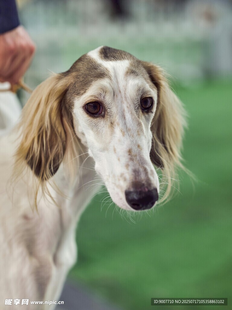 優(yōu)雅靈緹犬特寫