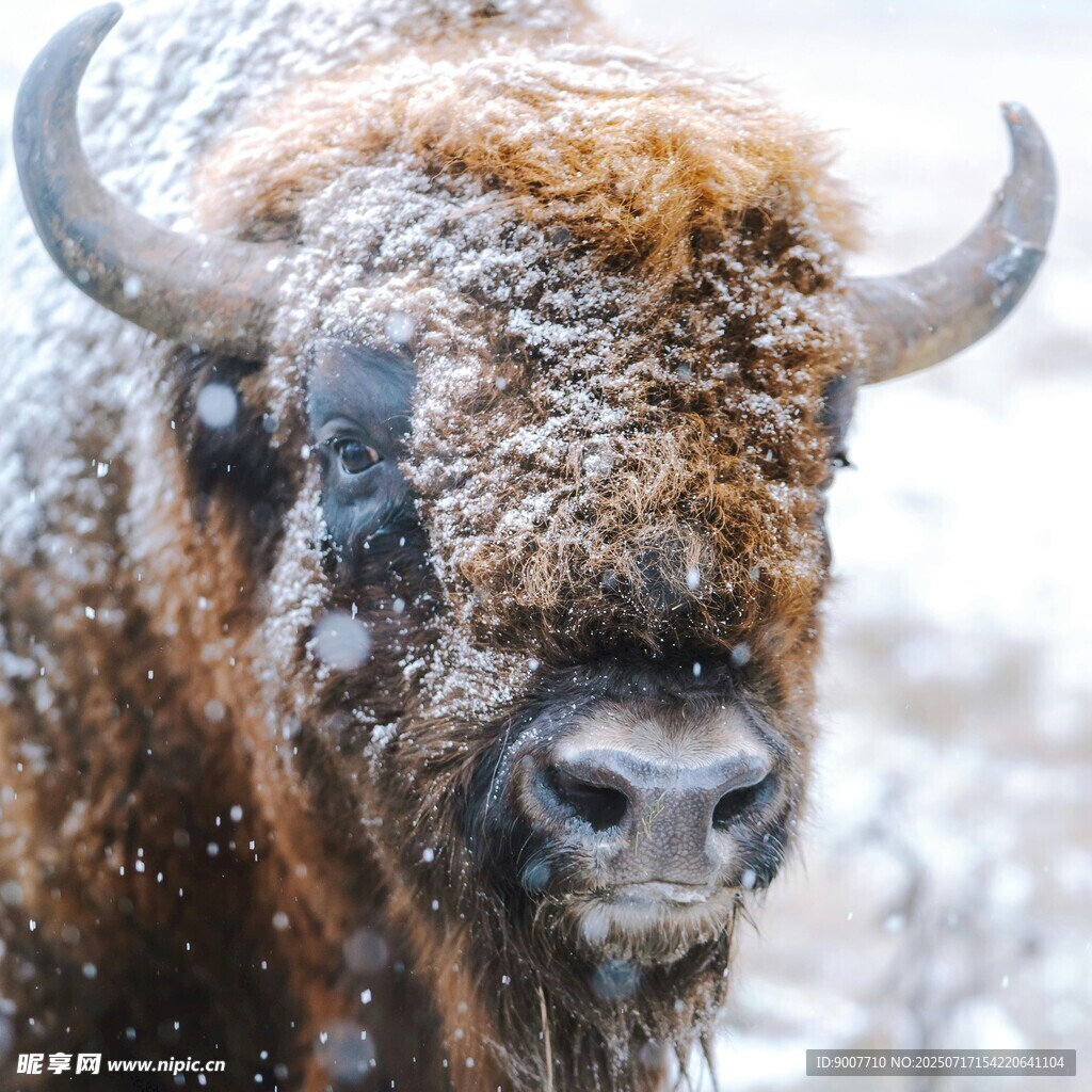 雪中野牛