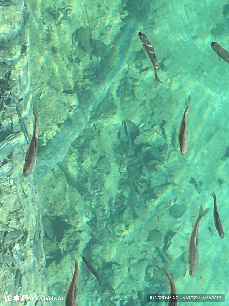 清澈水中游動(dòng)的紅色小魚(yú)