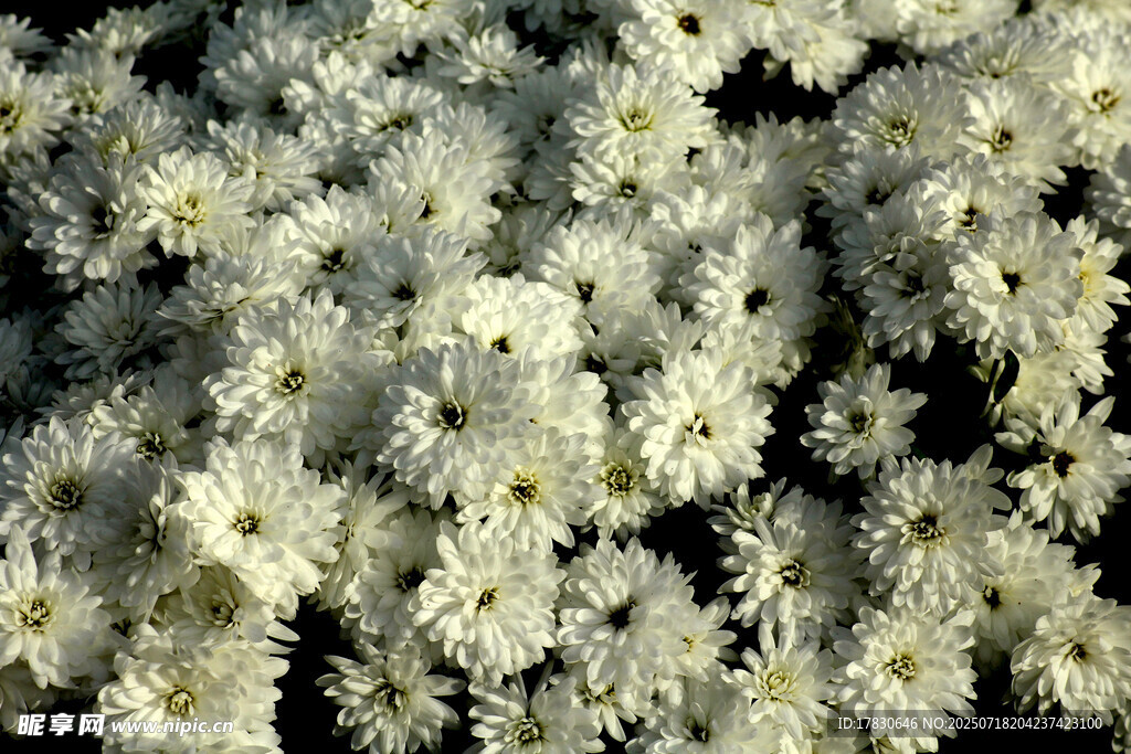 白色菊花簇?fù)砭`放