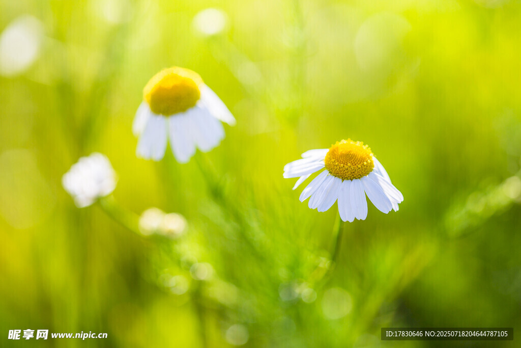 陽(yáng)光下的清新雛菊