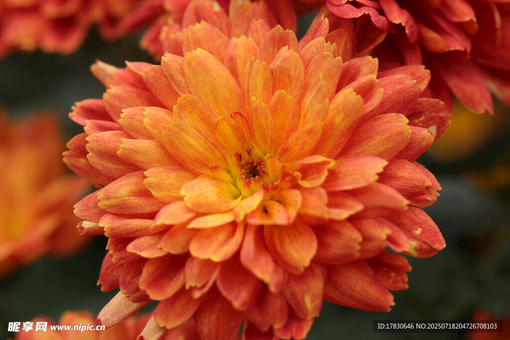 橙紅色菊花特寫