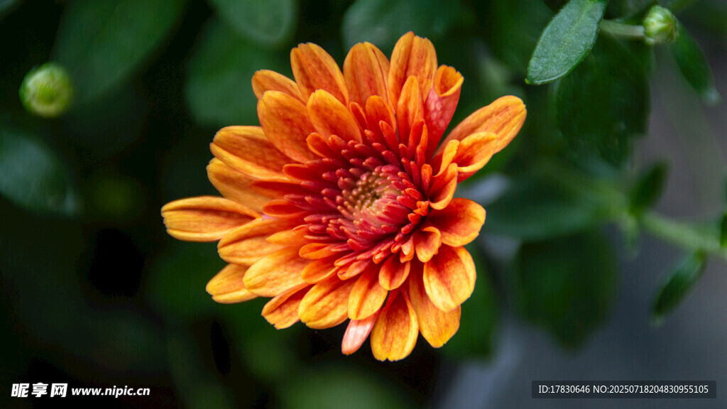 橙紅色菊花特寫
