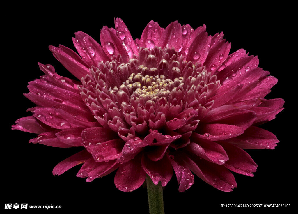 深玫紅色菊花特寫