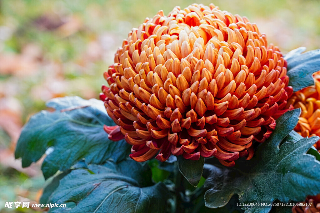 橙色菊花特寫(xiě)