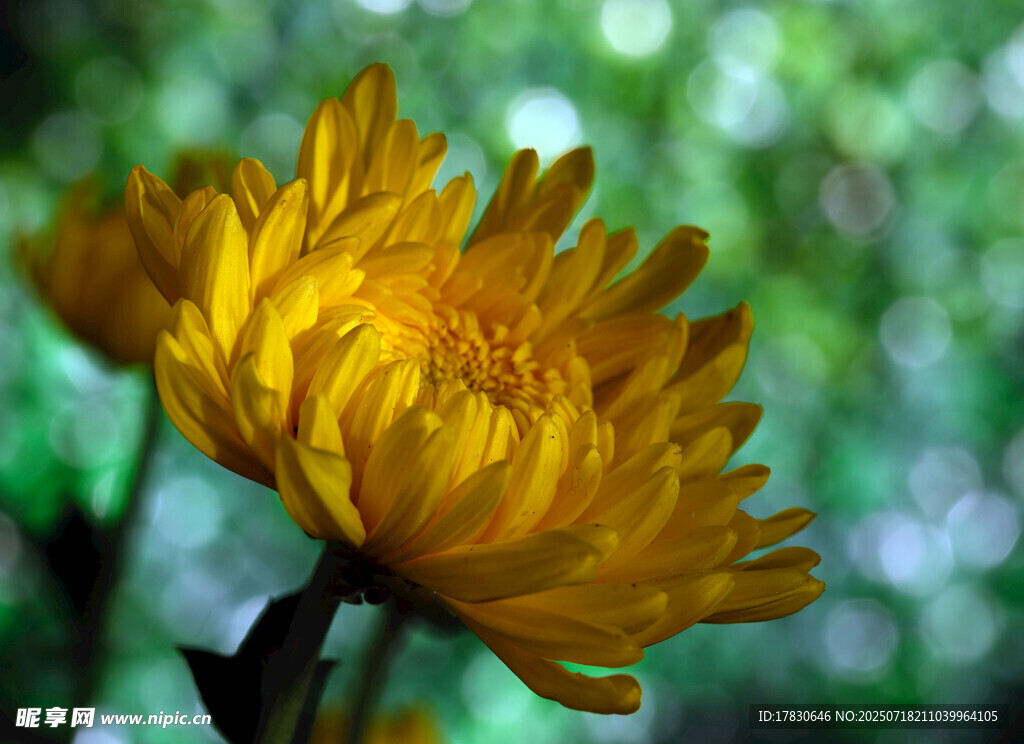 黃色綻放菊花特寫