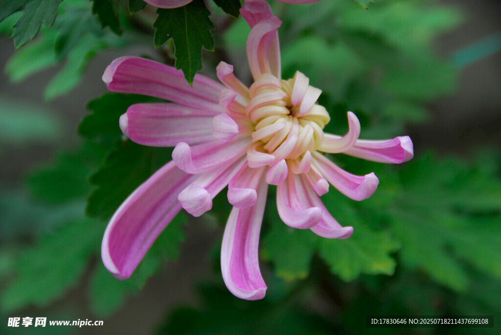 粉色菊花特寫(xiě)