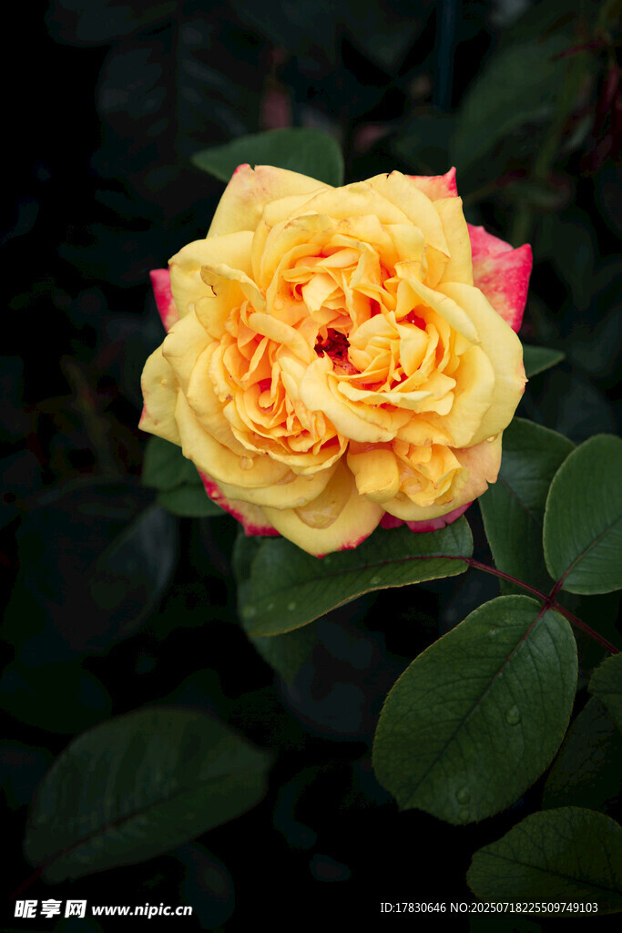 黃色嬌艷月季花