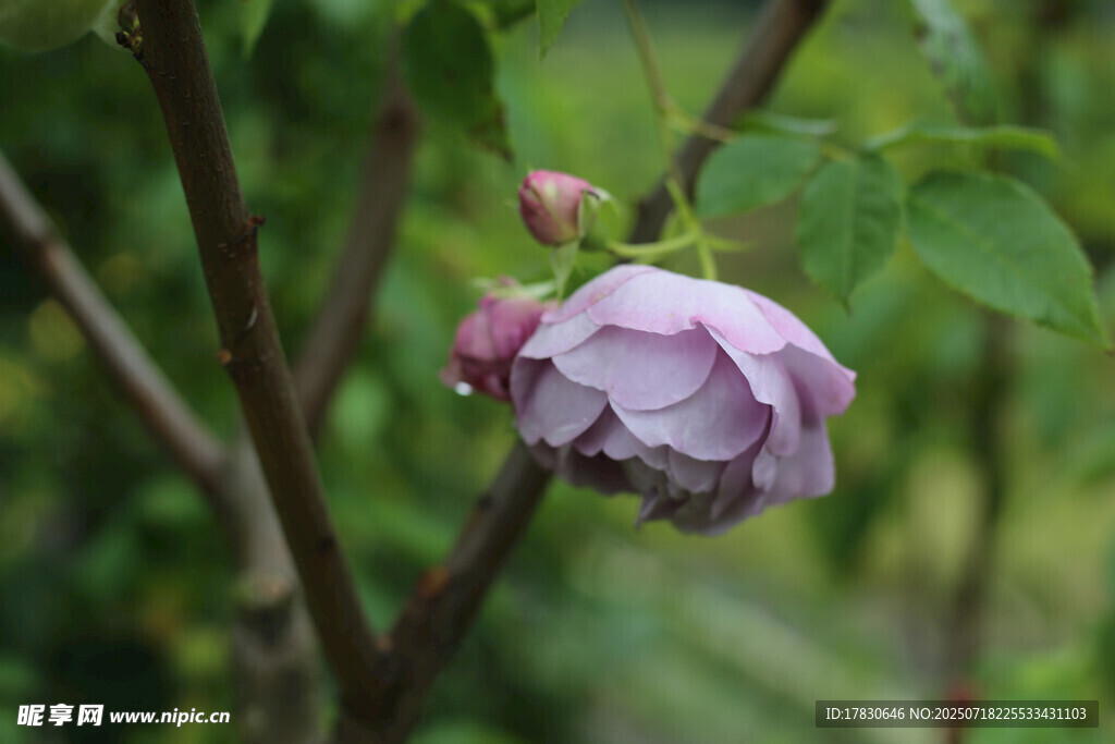 雨中綻放的嬌艷紫色花朵