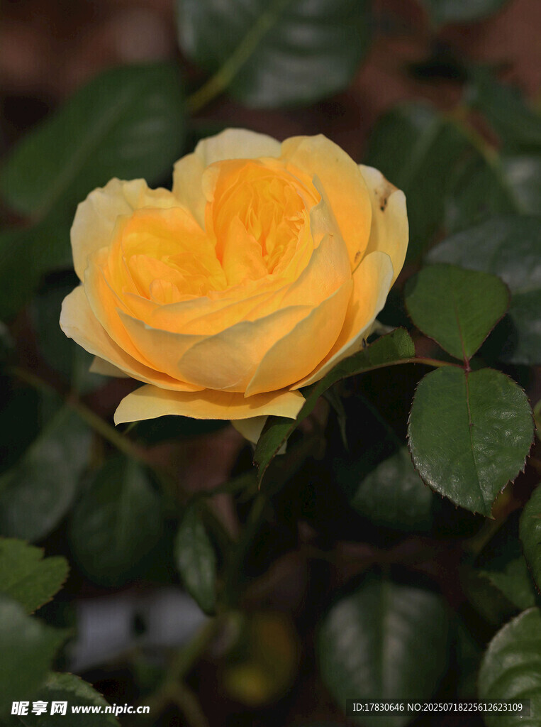 黃色嬌艷月季花