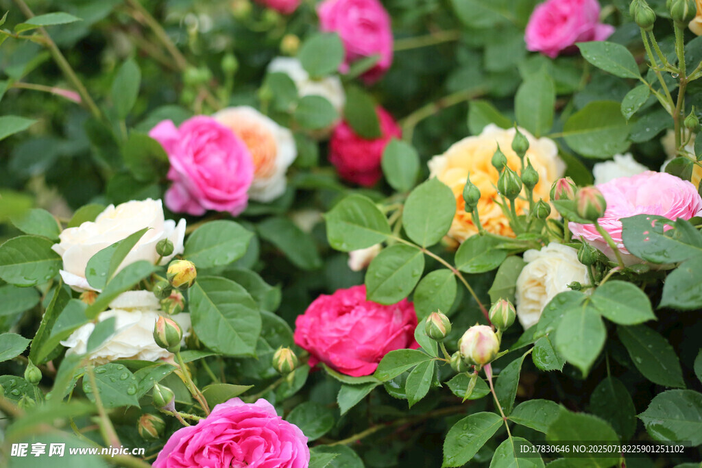 多彩薔薇綻放