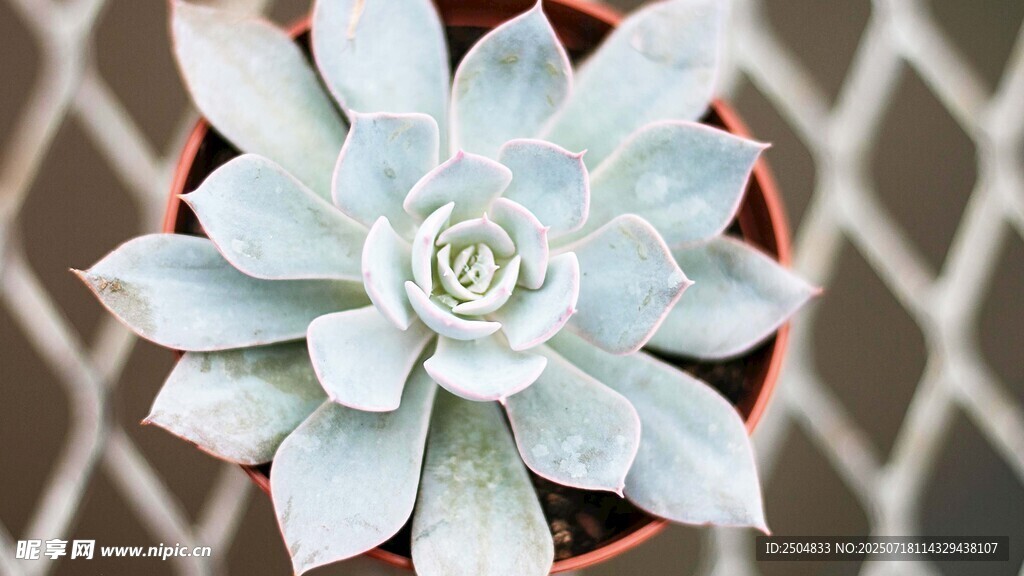 藍(lán)白色多肉植物特寫