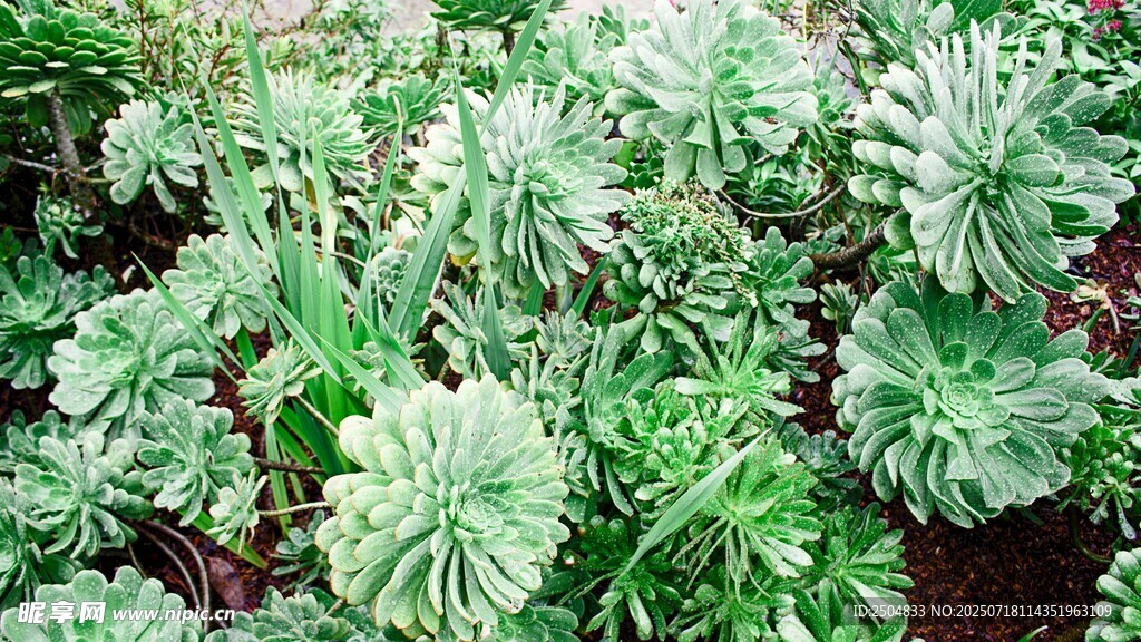 翠綠多肉植物生機(jī)盎然