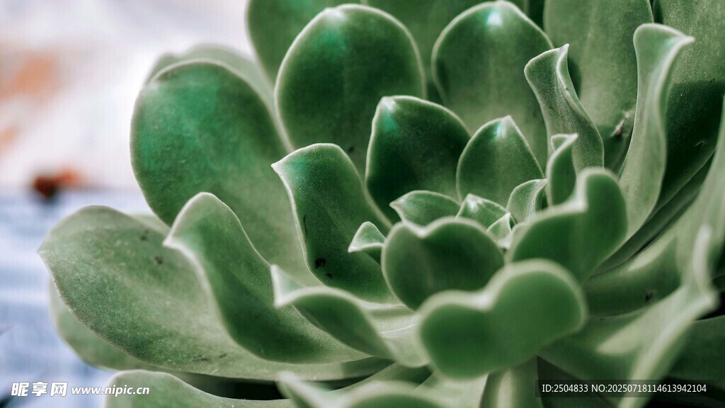 翠綠多肉植物特寫