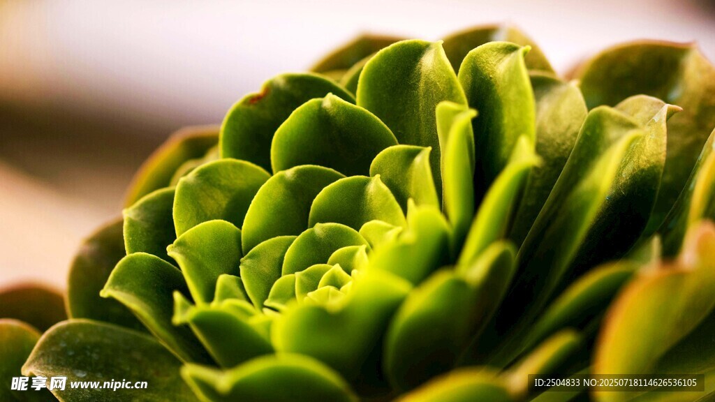 翠綠多肉植物特寫