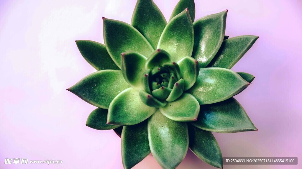 翠綠多肉植物特寫