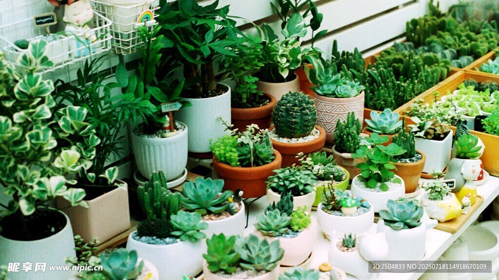 室內(nèi)綠植盆栽擺放景致