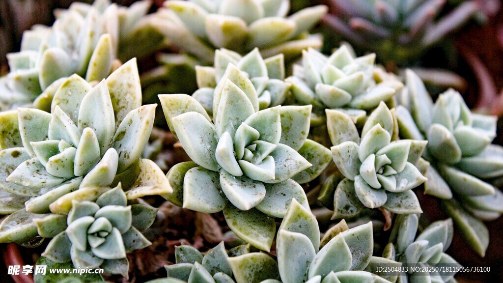 清新多肉植物特寫