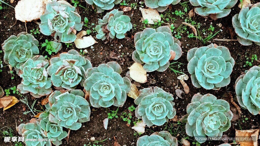 群生藍(lán)綠色多肉植物景觀