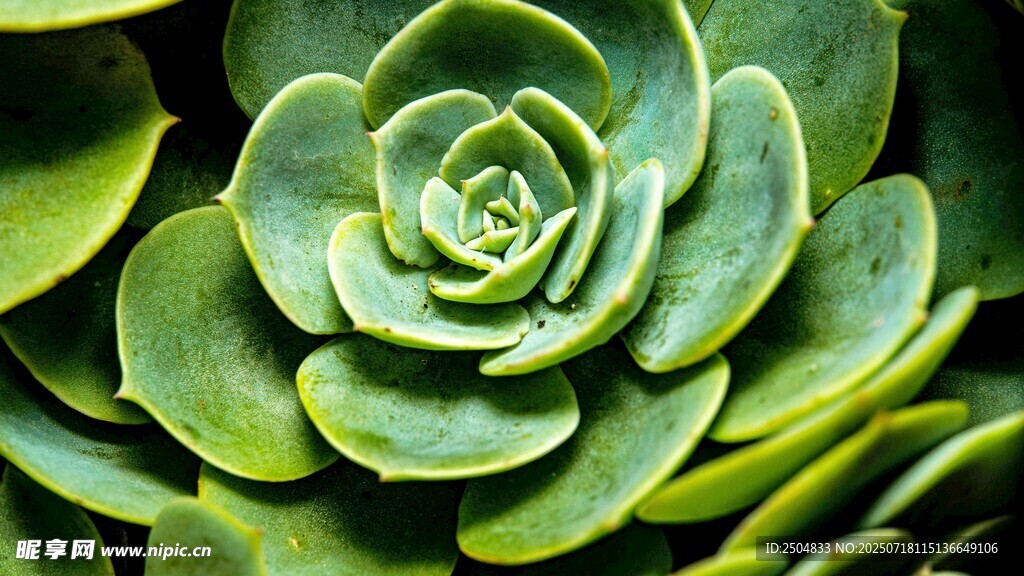 翠綠多肉植物特寫