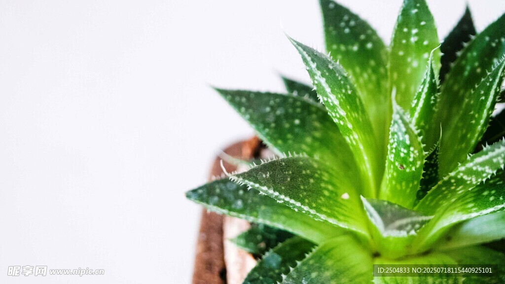 翠綠多肉植物特寫