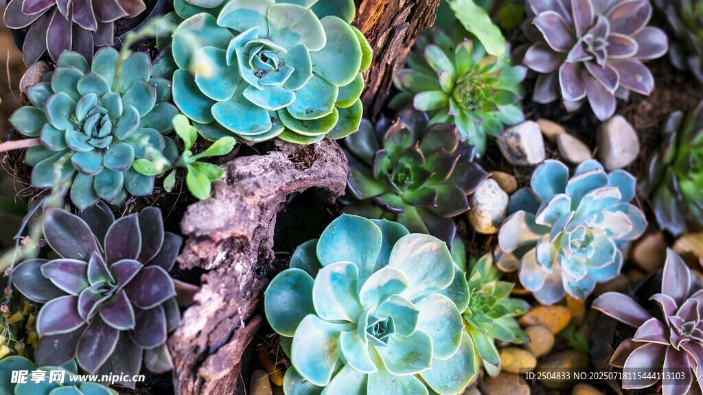 多彩多肉植物景觀